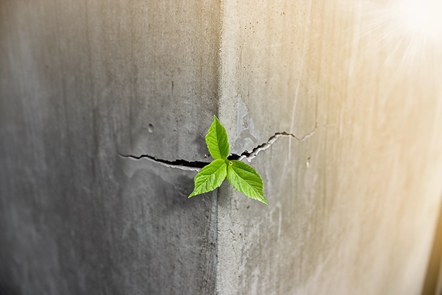 Eine Pflanze, die aus einem Riss im Beton wächst als Sinnbild für die Betonkraftreaktivierung